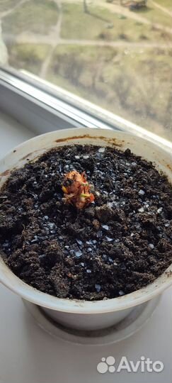 Антуриум- (мужское счастье) комнатный цветок