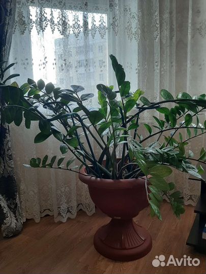 Замиокулькас