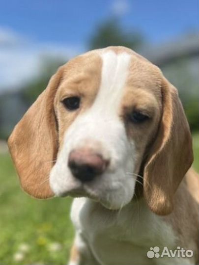 Щенок бигль девочка