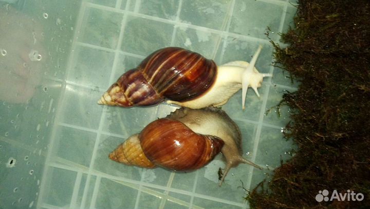 Улитки ахатины альбино