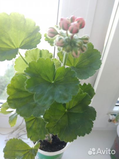 Герани сортовые