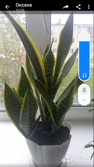 Сансевиерия лауренти