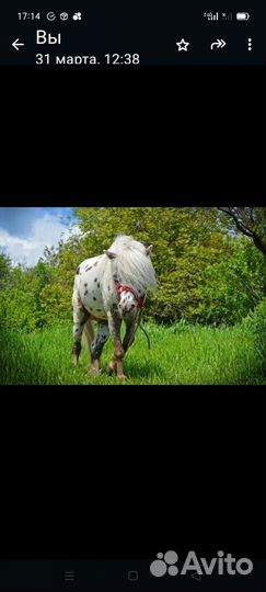 Пони Аппалуза