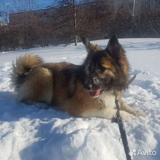 Собаки бесплатно