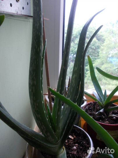 Алоэ вера и Циперус