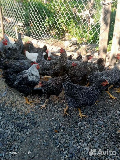 Молодые петухи