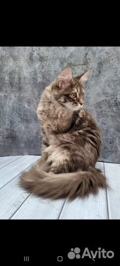 Мейн-кун кошка