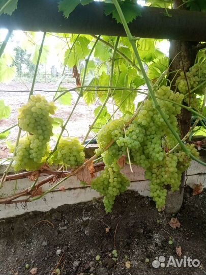 Саженцы винограда