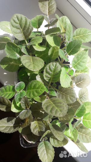 Сеянцы глоксиний