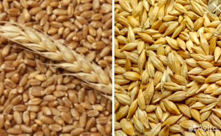 Зерно пшеница ячмень