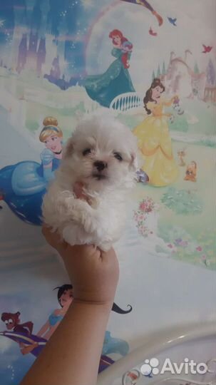 Мальтипу малышики