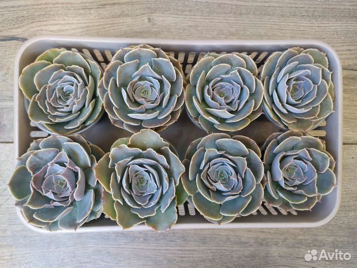 Эхеверии: шавиана и жемчужина