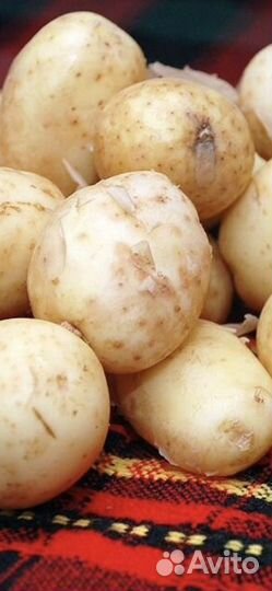Картофель молодой
