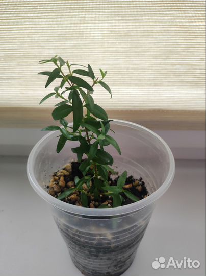 Миртовое дерево