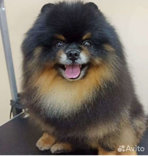 Стрижка собак и кошек