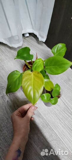 Филодендроны