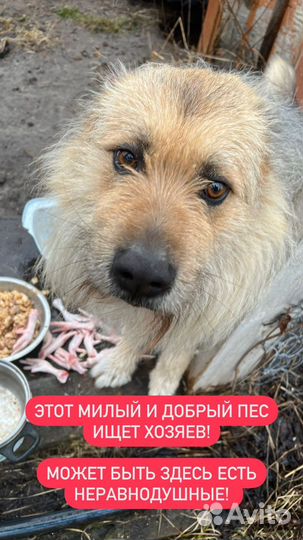 Собака в добрые руки мальчик