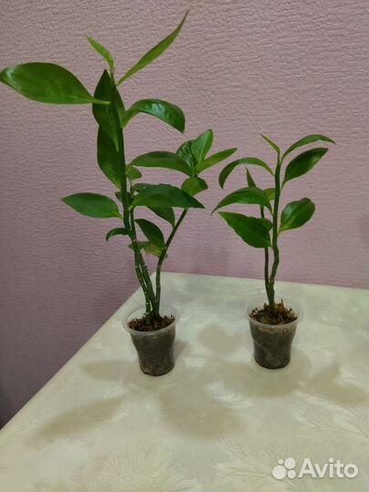 Педилантус (черенки)