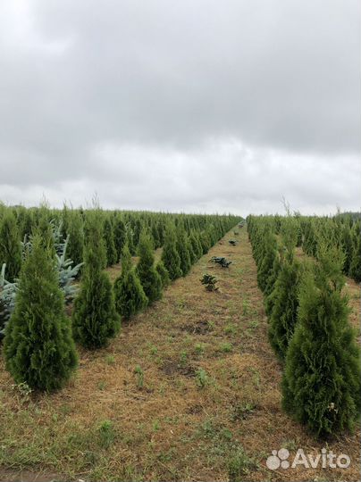 Туи с доставкой