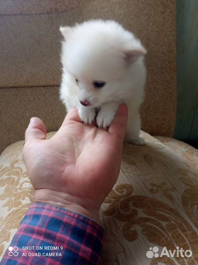 Щенок шпица