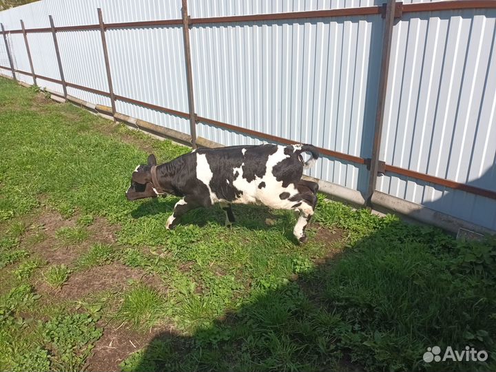 Бычок, козлята 50% камори, козочка