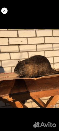 Нутрии на племя