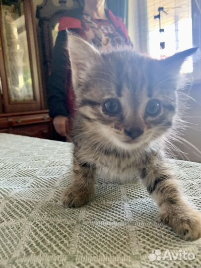 Котенок в добрые руки