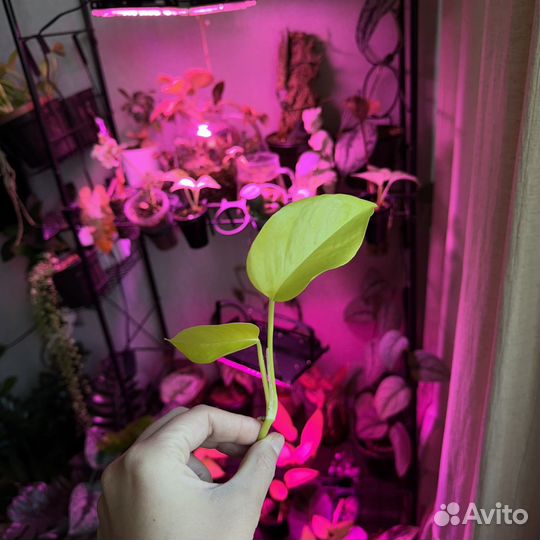 Эпипремнум неон, голден потос