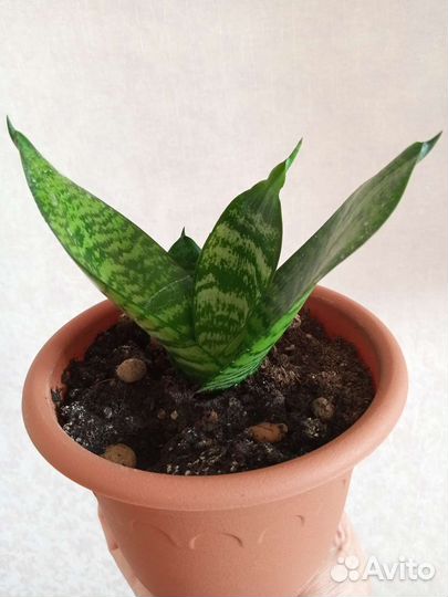 Сансевиерия