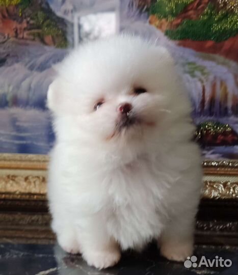 Медвежонок