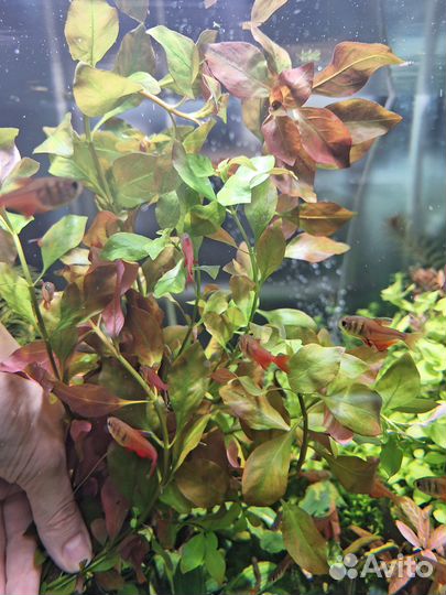 Набор из 15 растений в аквариум+доставка