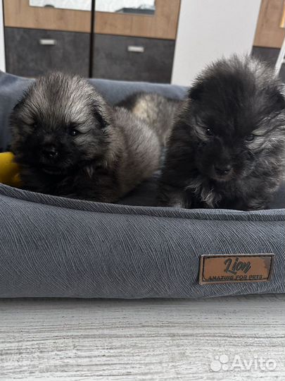 Вольфшпиц кеесхонд-внуки чемпиона Америки