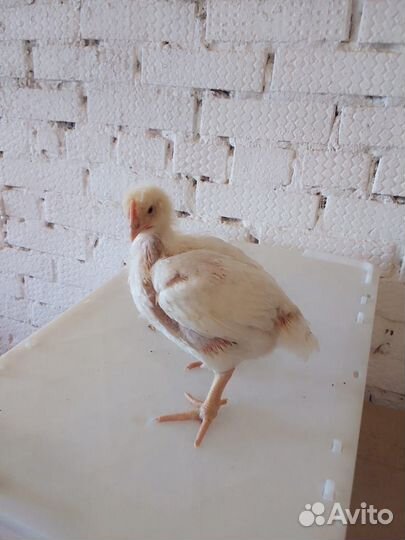 Цыплята бройлеры в живом весе росс 308 с 12.05.23