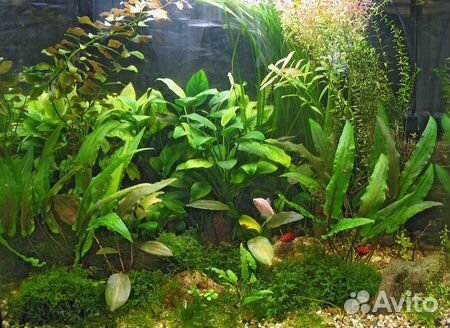 Растения для аквариума
