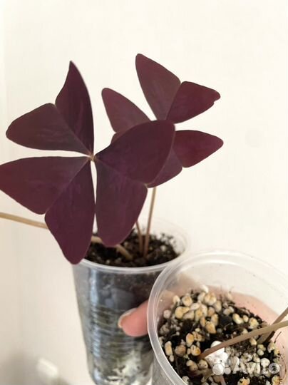 Кислица оксалис