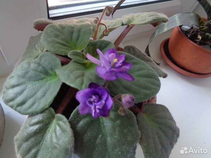 Фиалка фиолетовая цветущая