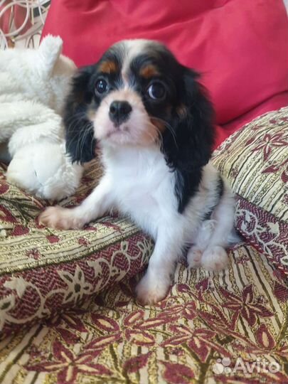 Кавалер кинг