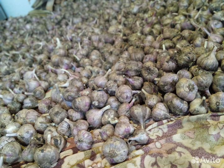 Продам чеснок
