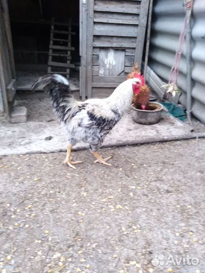 Петухи