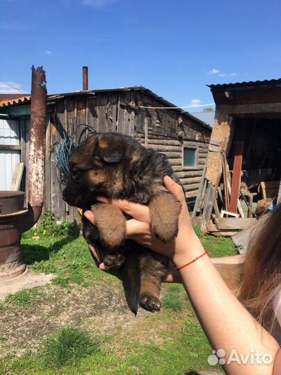 Щенки немецкой овчарки