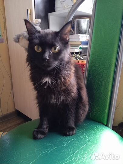 Красавица Маргоша ищет Дом