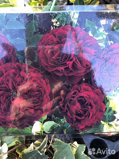 Саженцы роз
