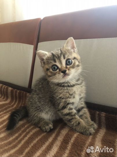 Шотландская