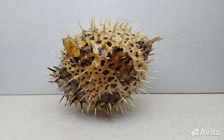 Рыба Еж 19,7 морской сувенир подарок