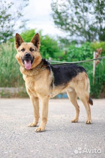 Овчарка в добрые руки