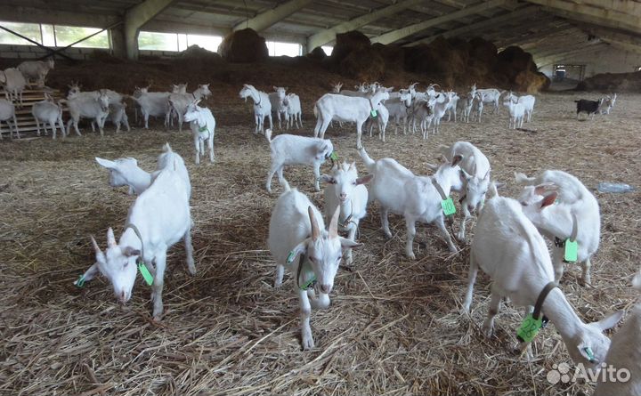 Фермерское хозяйство - Сыроварня и козья ферма