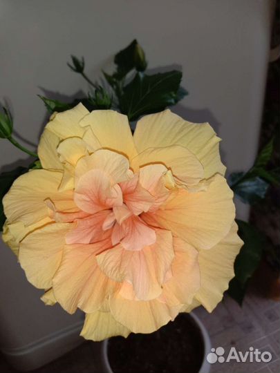 Гибискус, китайская роза