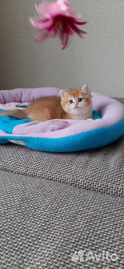 Британский котик