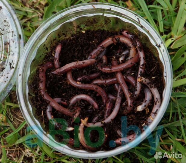 Черви дендробена