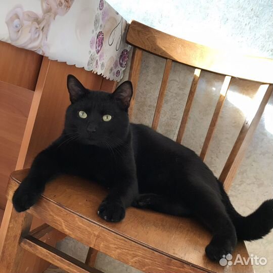 Котика в хорошие руки)